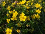 Potentilla anserina