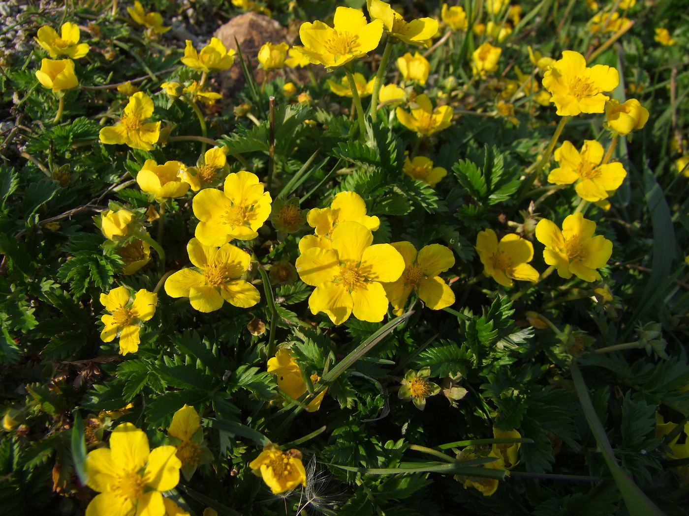 Image of Potentilla anserina specimen.