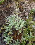 Artemisia lagocephala. Куртинка с цветущим растением. Красноярский край, Ермаковский р-н, парк \"Ергаки\", Западный Саян, южная оконечность хребта Тыстыг-Хем, склон к Чёрному оз., заросшая скала. 12.08.2020.