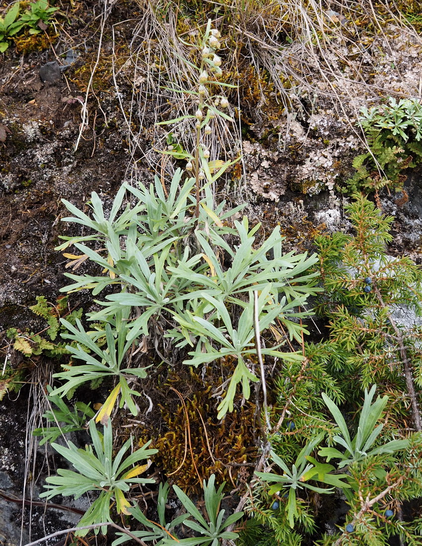 Image of Artemisia lagocephala specimen.