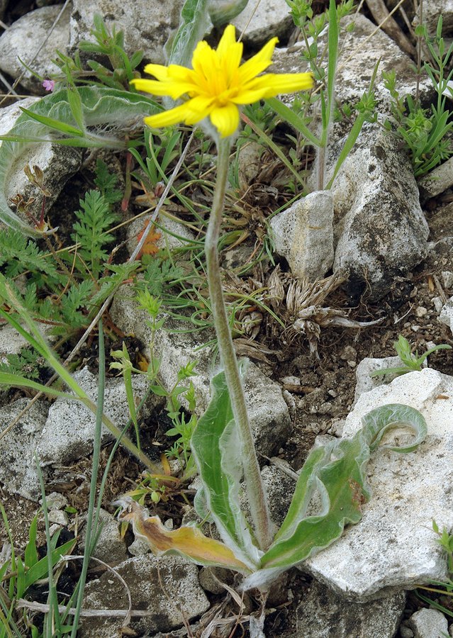 Image of Scorzonera czerepanovii specimen.