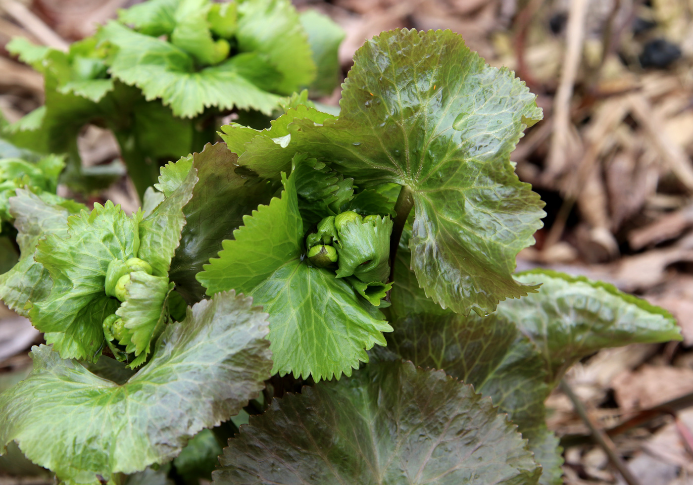 Изображение особи Caltha palustris.