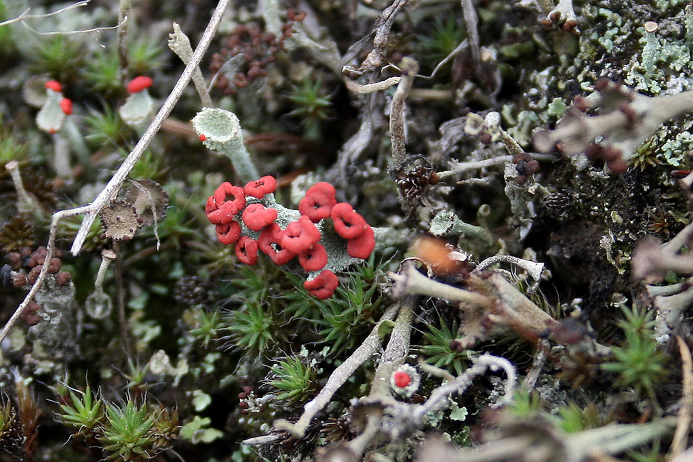 Изображение особи Cladonia coccifera.