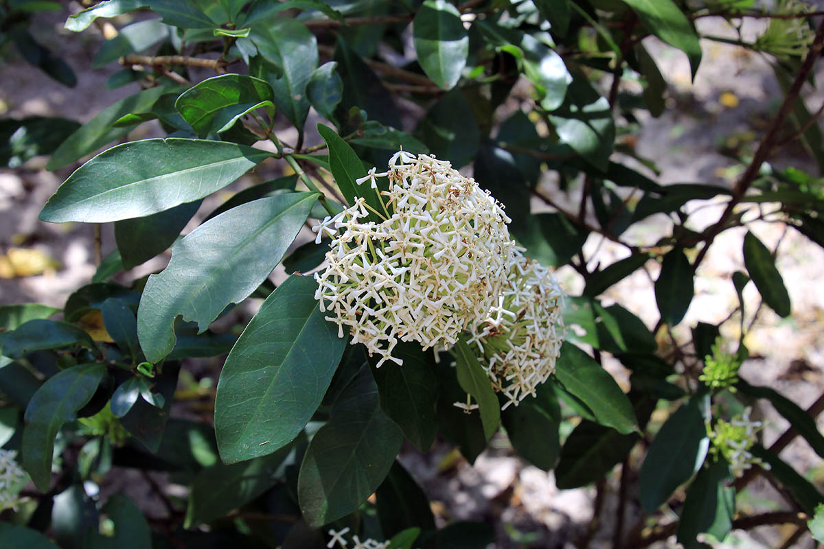 Image of genus Ixora specimen.