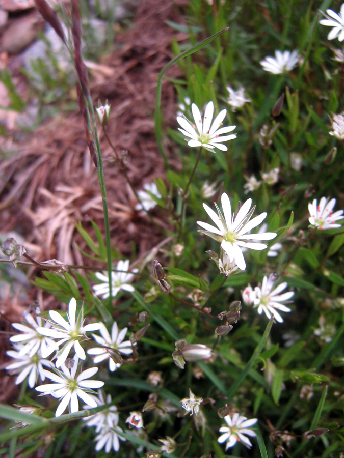 Изображение особи Stellaria soongorica.