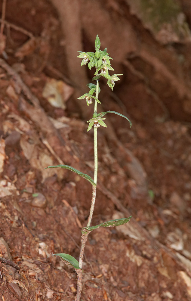 Изображение особи Epipactis persica.