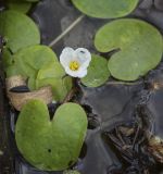 Hydrocharis morsus-ranae. Цветок с сидящей мухой и листья. Пермский край, Оханский р-н, Тулумбаихинское сельское поселение, Кунчурихинский бор, озеро Белое. 30.07.2022.