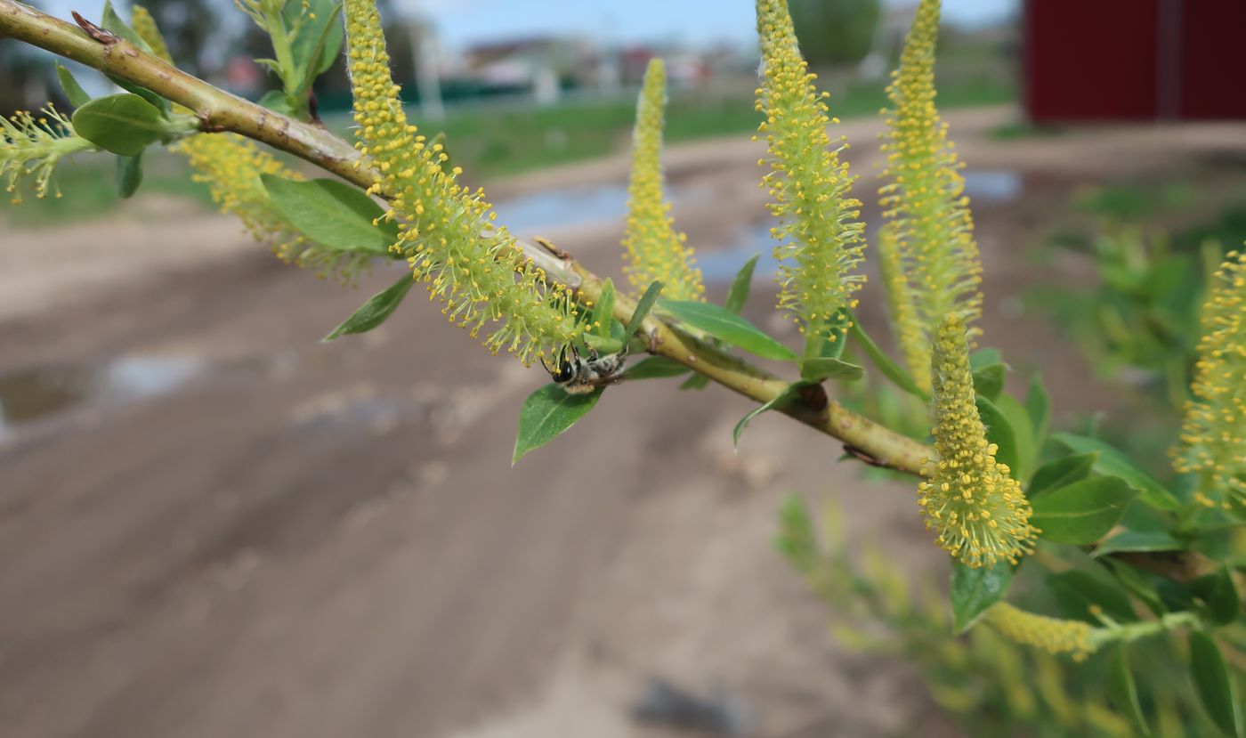 Image of Salix triandra specimen.