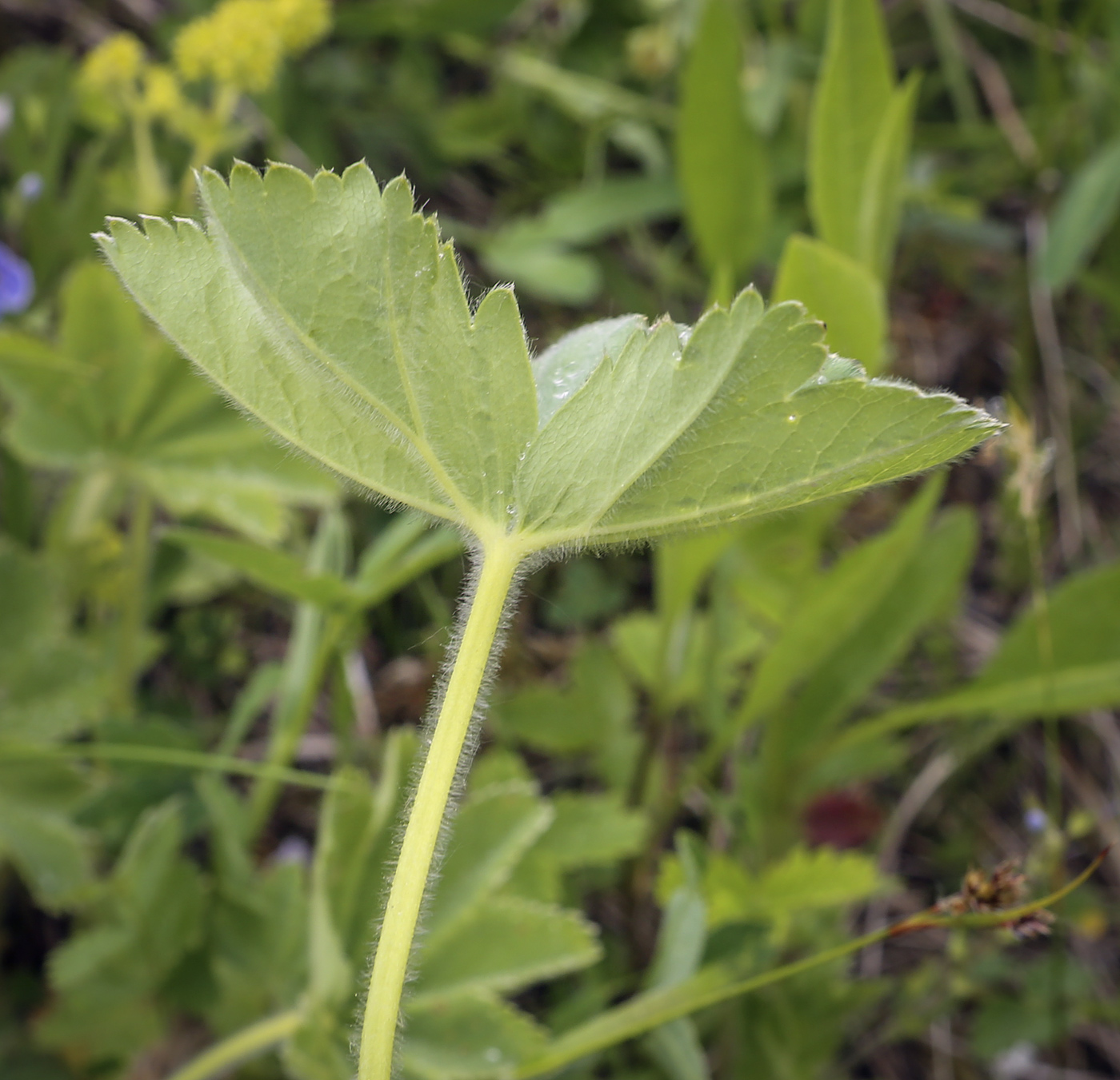 Изображение особи род Alchemilla.
