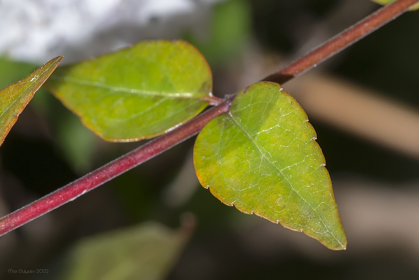 Image of Abelia &times; grandiflora specimen.