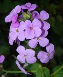 Hesperis matronalis. Цветки и бутоны. Новгородская обл., Валдайский р-н, оз. Валдайское, о. Сельвицкий, Иверский монастырь, в культуре. Июнь 2022 г.