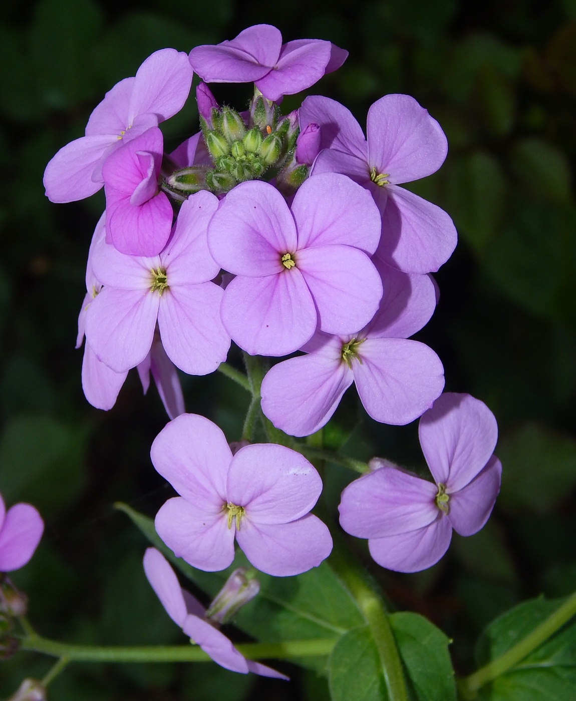 Изображение особи Hesperis matronalis.