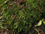 Thamnobryum neckeroides