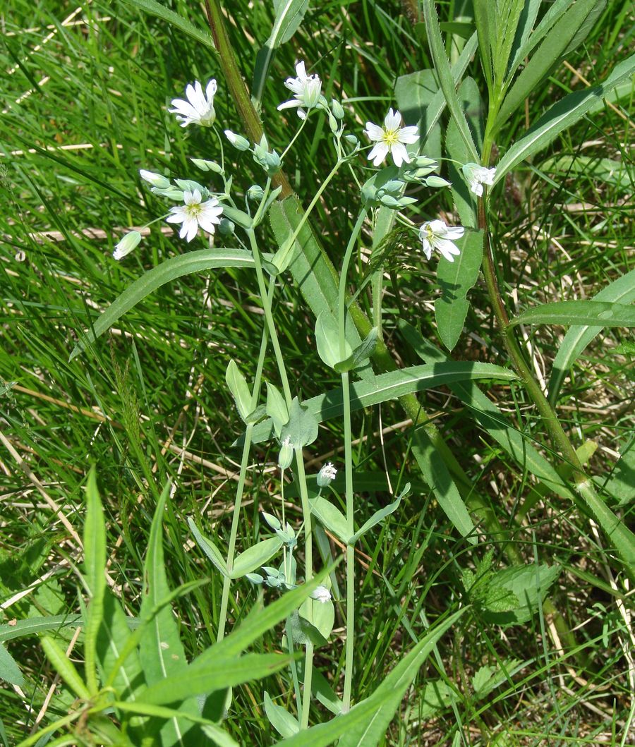 Image of Cerastium davuricum specimen.