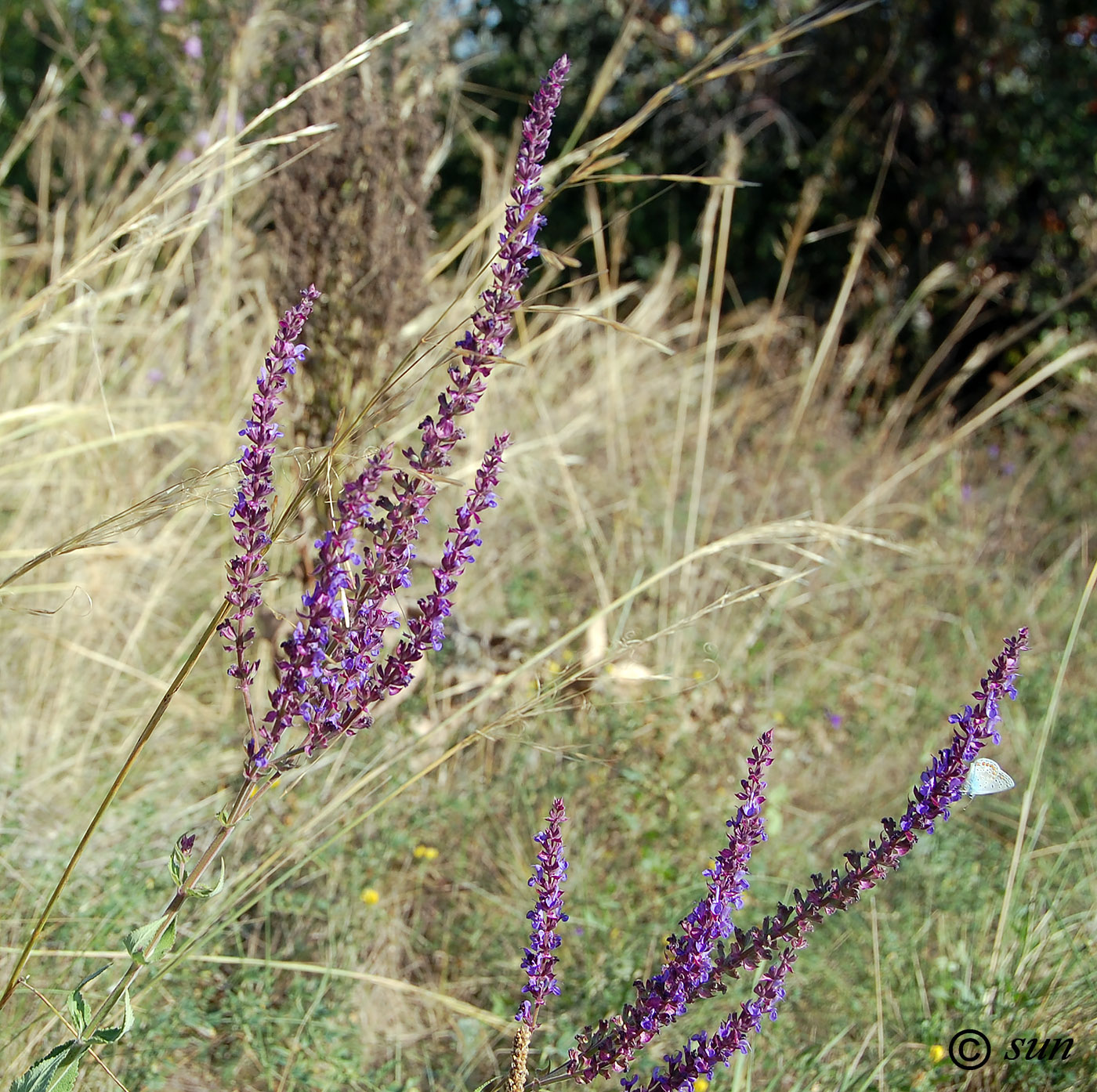 Image of Salvia tesquicola specimen.