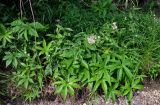 Filipendula palmata. Цветущее и вегетирующие растения в сообществе с Fimbripetalum radians. Хабаровский край, р-н им. Полины Осипенко, долина р. Нилан, опушка смешанного леса, берег реки. 17.07.2021.