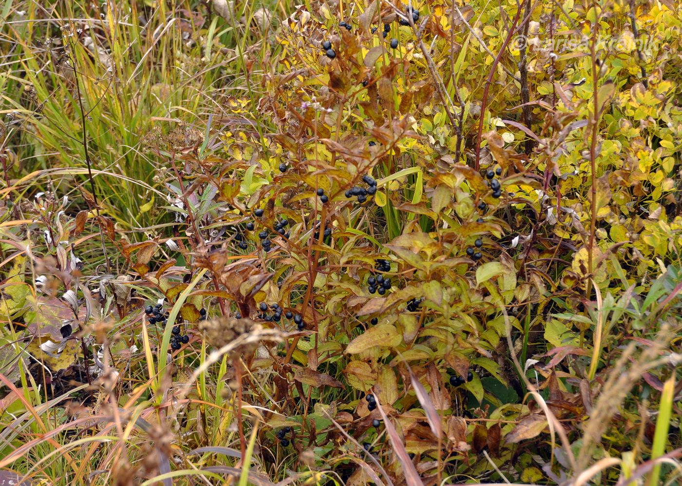 Image of Smilax maximowiczii specimen.