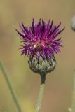 Centaurea adpressa