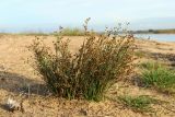 Juncus articulatus. Плодоносящее растение. Ленинградская обл., окр. пос. Большая Ижора, берег Финского залива, тыльная сторона песчаного берегового вала. 02.10.2022.