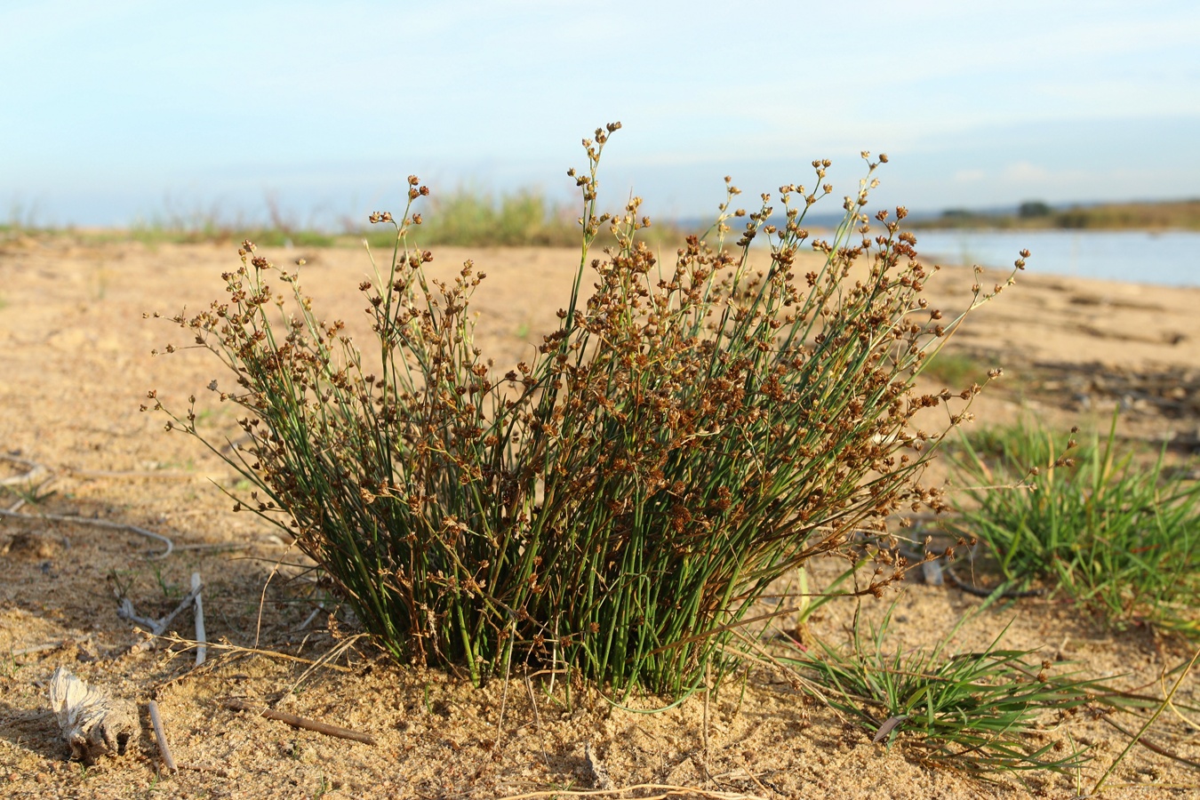 Image of Juncus articulatus specimen.