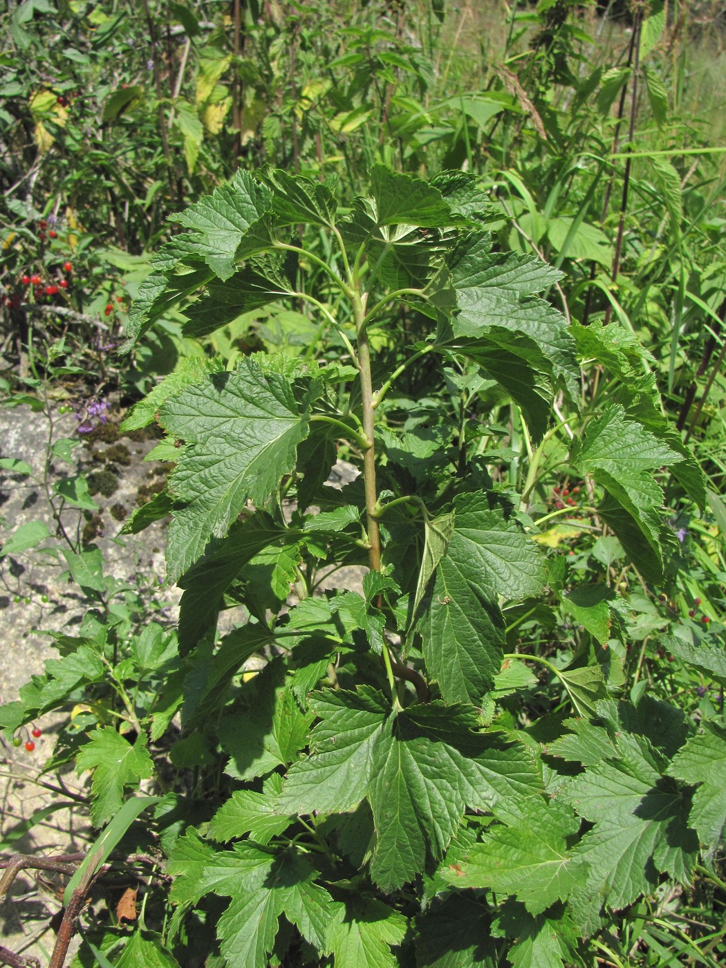 Image of Ribes nigrum specimen.