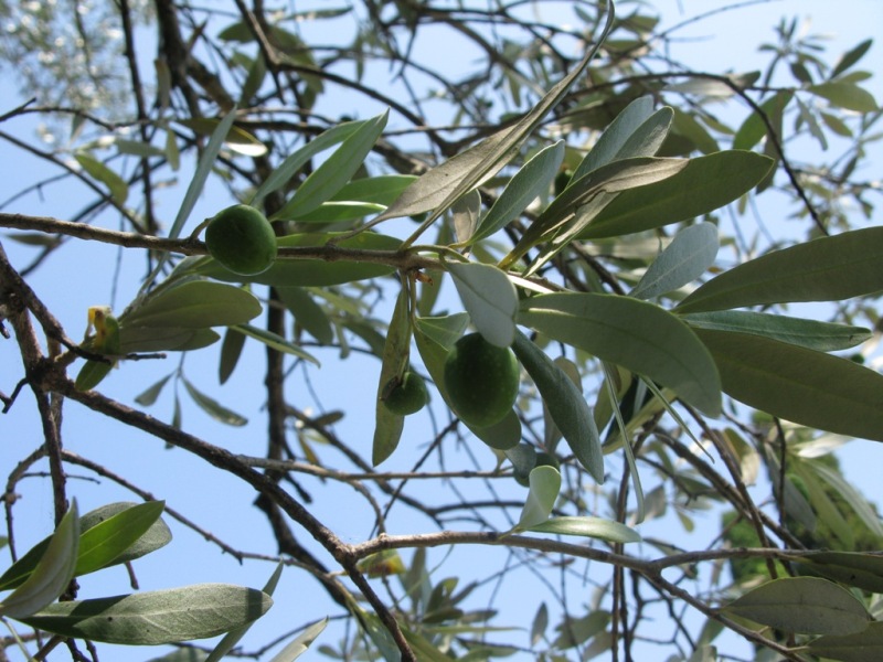 Image of Olea europaea specimen.