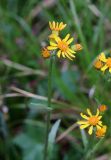 Tephroseris integrifolia. Верхушка побега с соцветием. Республика Алтай, Кош-Агачский р-н, верховье р. Актру, кедровый лес. 05.07.2022.