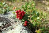 Vaccinium vitis-idaea