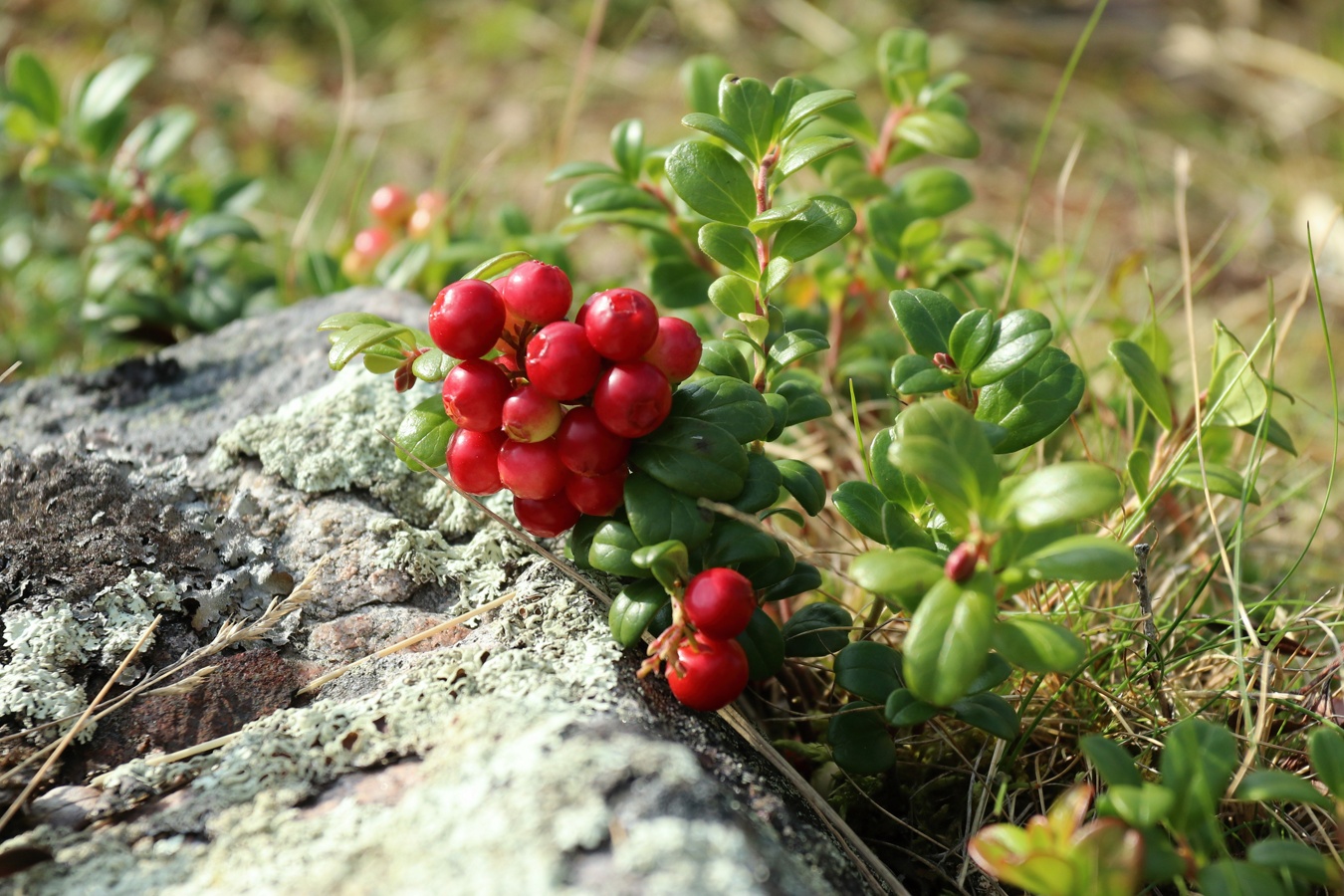 Image of Vaccinium vitis-idaea specimen.