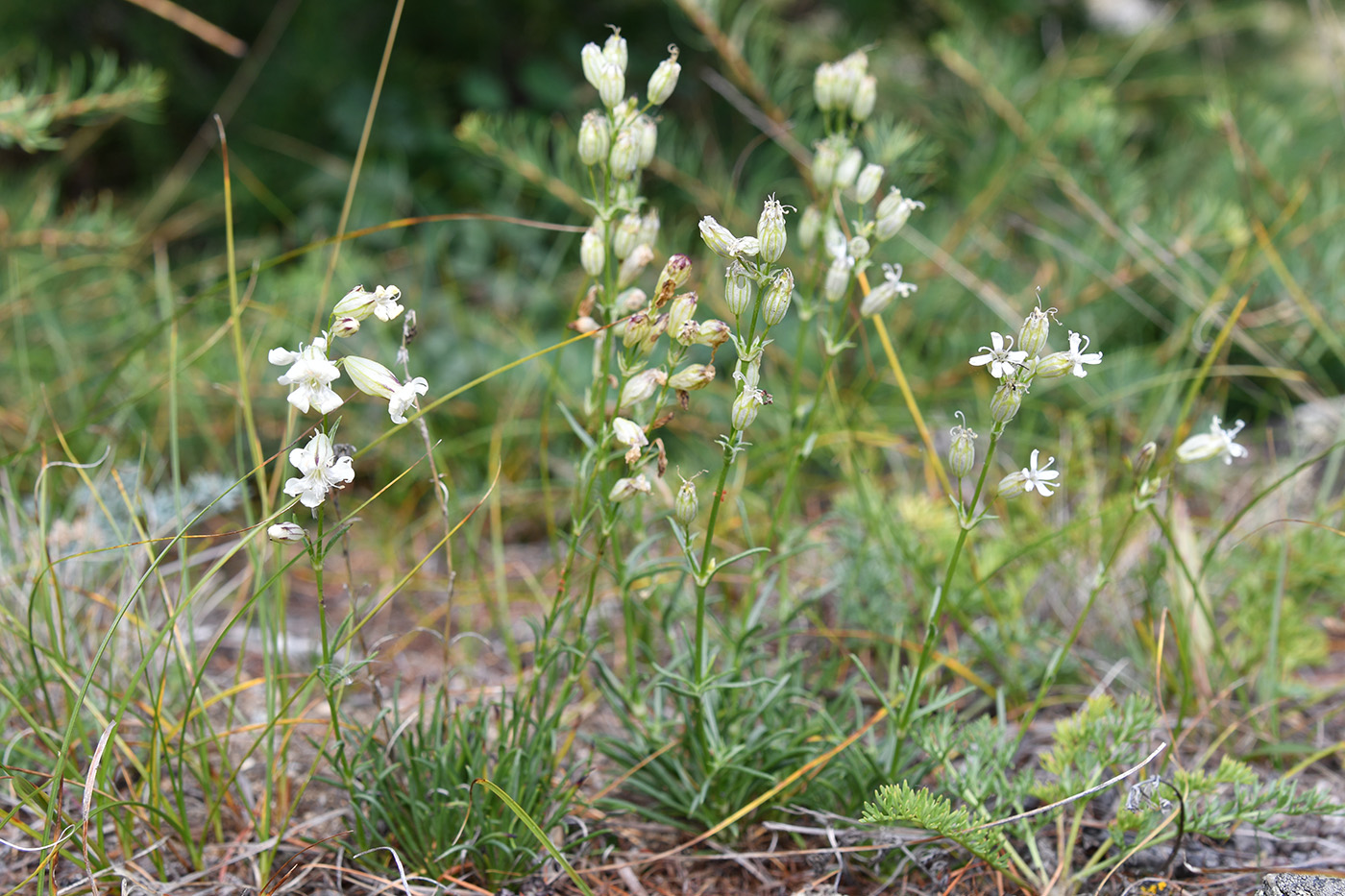 Изображение особи Silene turczaninovii.