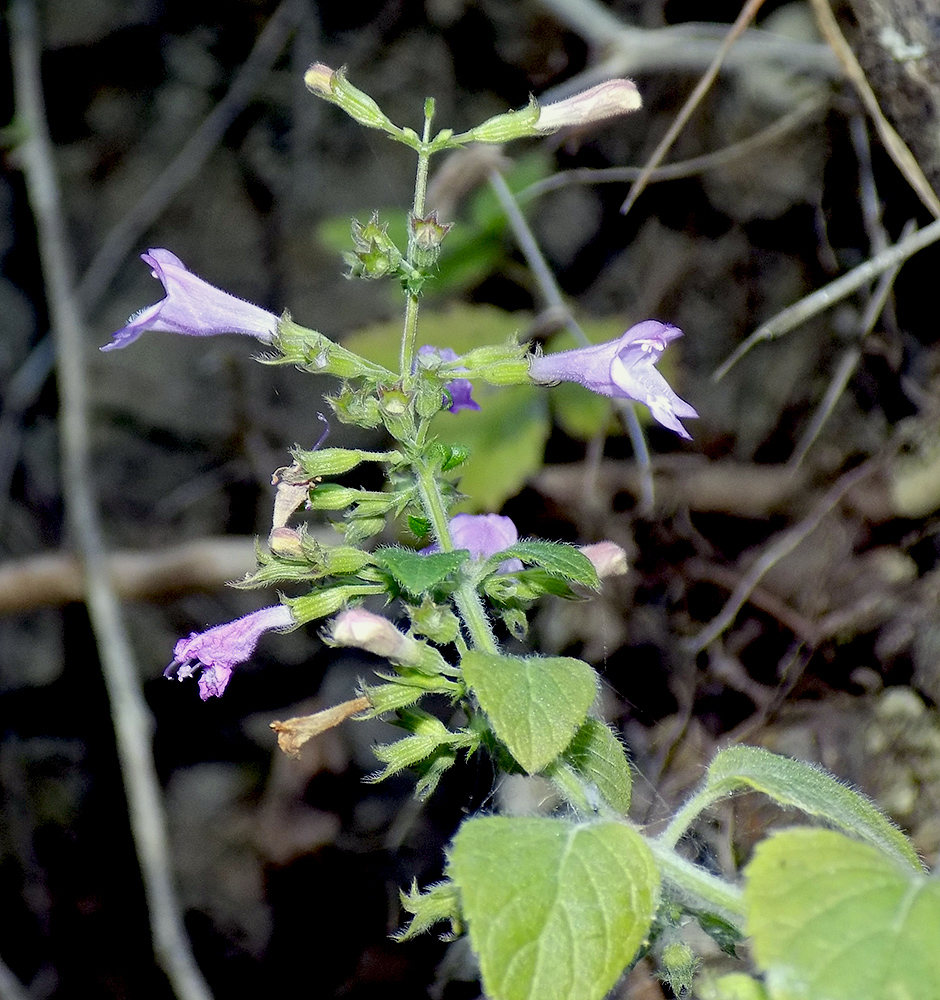 Image of Clinopodium nepeta specimen.