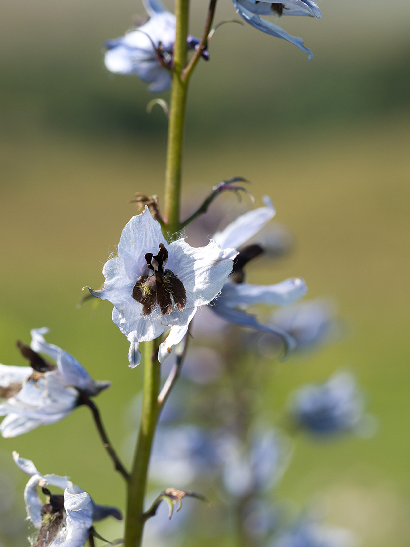 Изображение особи Delphinium flexuosum.