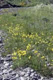 Papaver croceum. Цветущие растения на горном лугу. Южный Казахстан, Таласский Алатау, ущелье Коксай, высота 2700 м н.у.м.