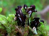 Peltigera venosa