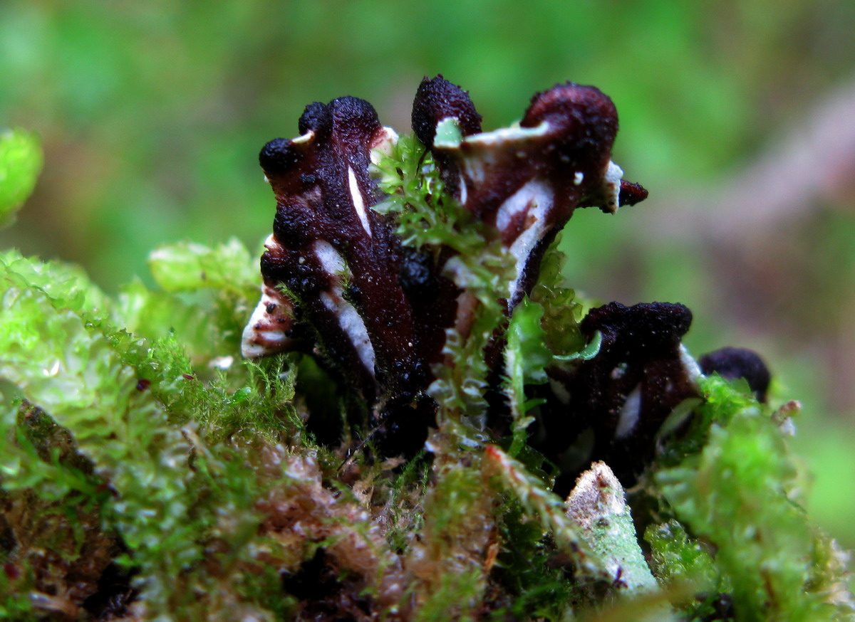Изображение особи Peltigera venosa.