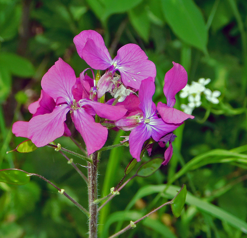 Изображение особи Lunaria annua.