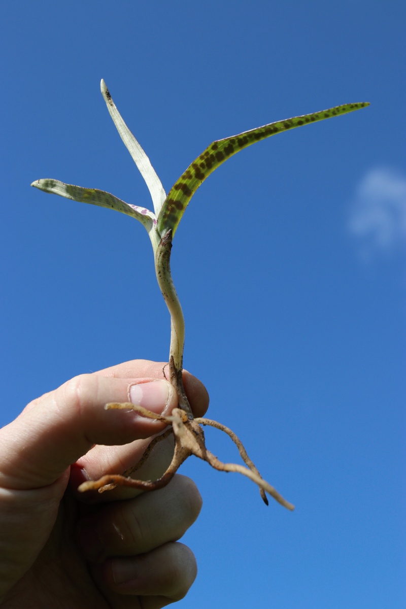 Image of Dactylorhiza baltica specimen.