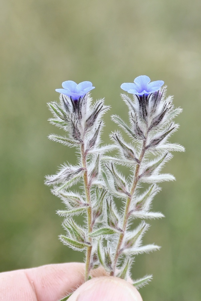 Image of genus Alkanna specimen.