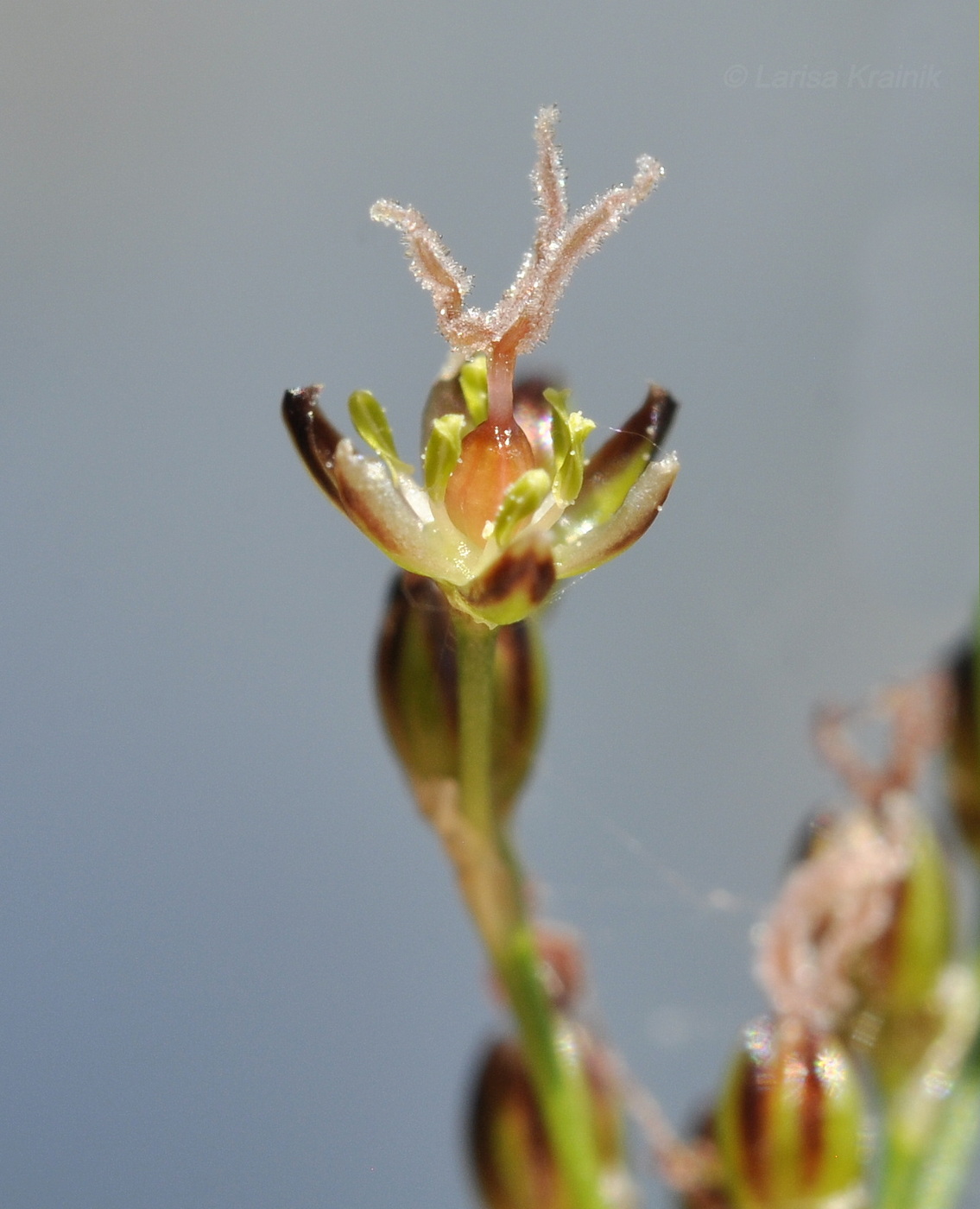 Изображение особи род Juncus.