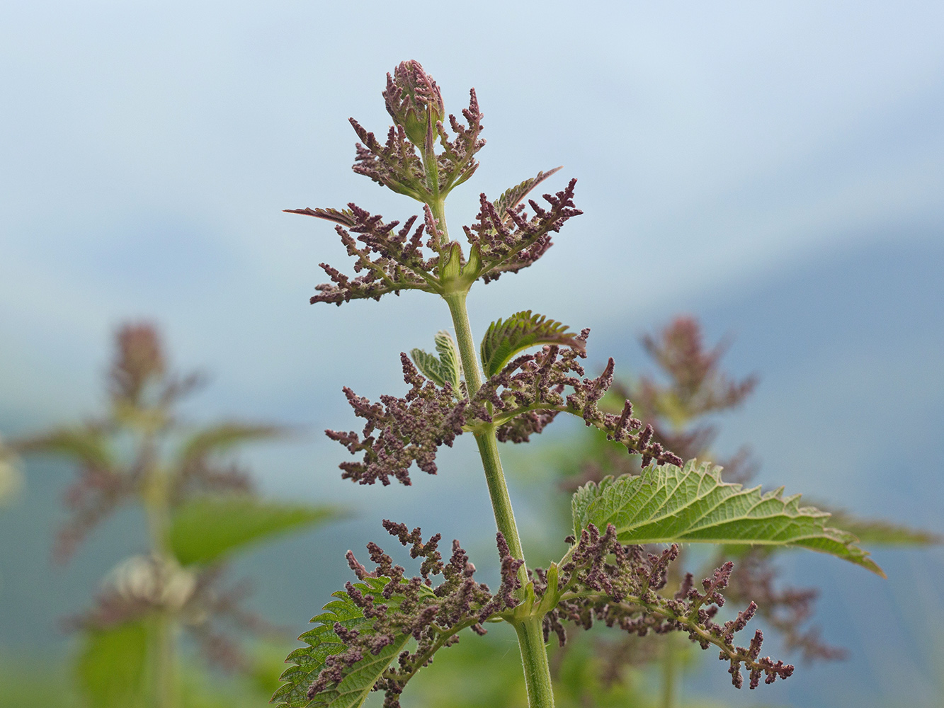 Изображение особи Urtica dioica.