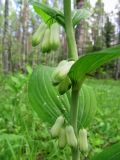 Polygonatum multiflorum