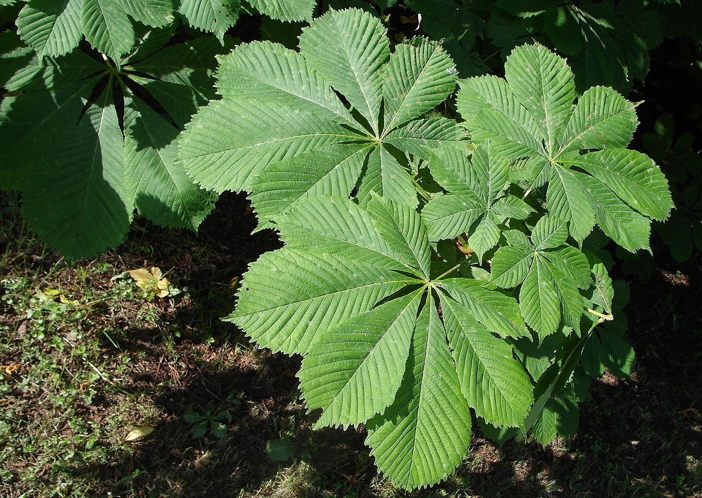 Image of Aesculus hippocastanum specimen.