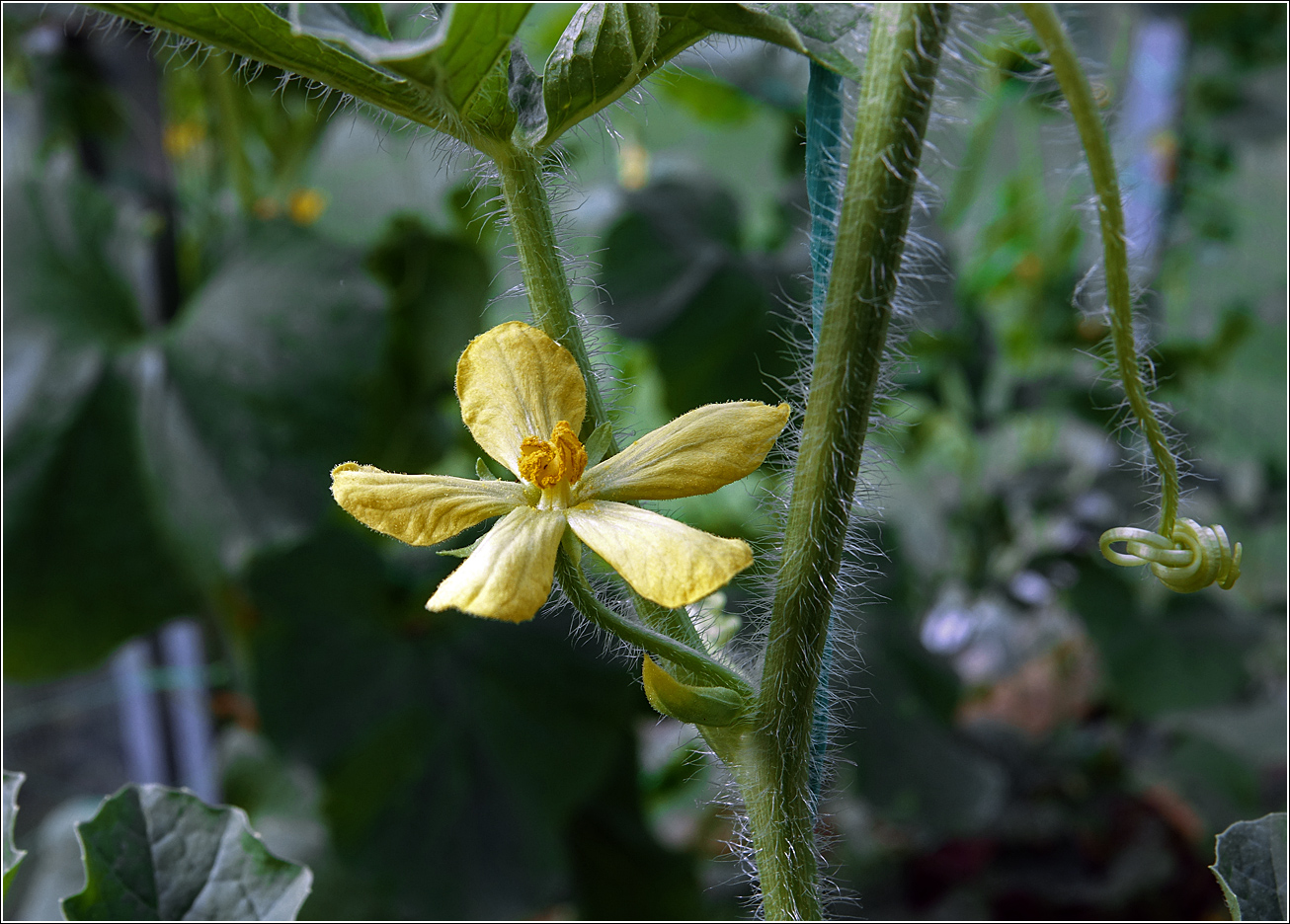 Изображение особи Citrullus lanatus.