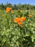 Trollius altaicus