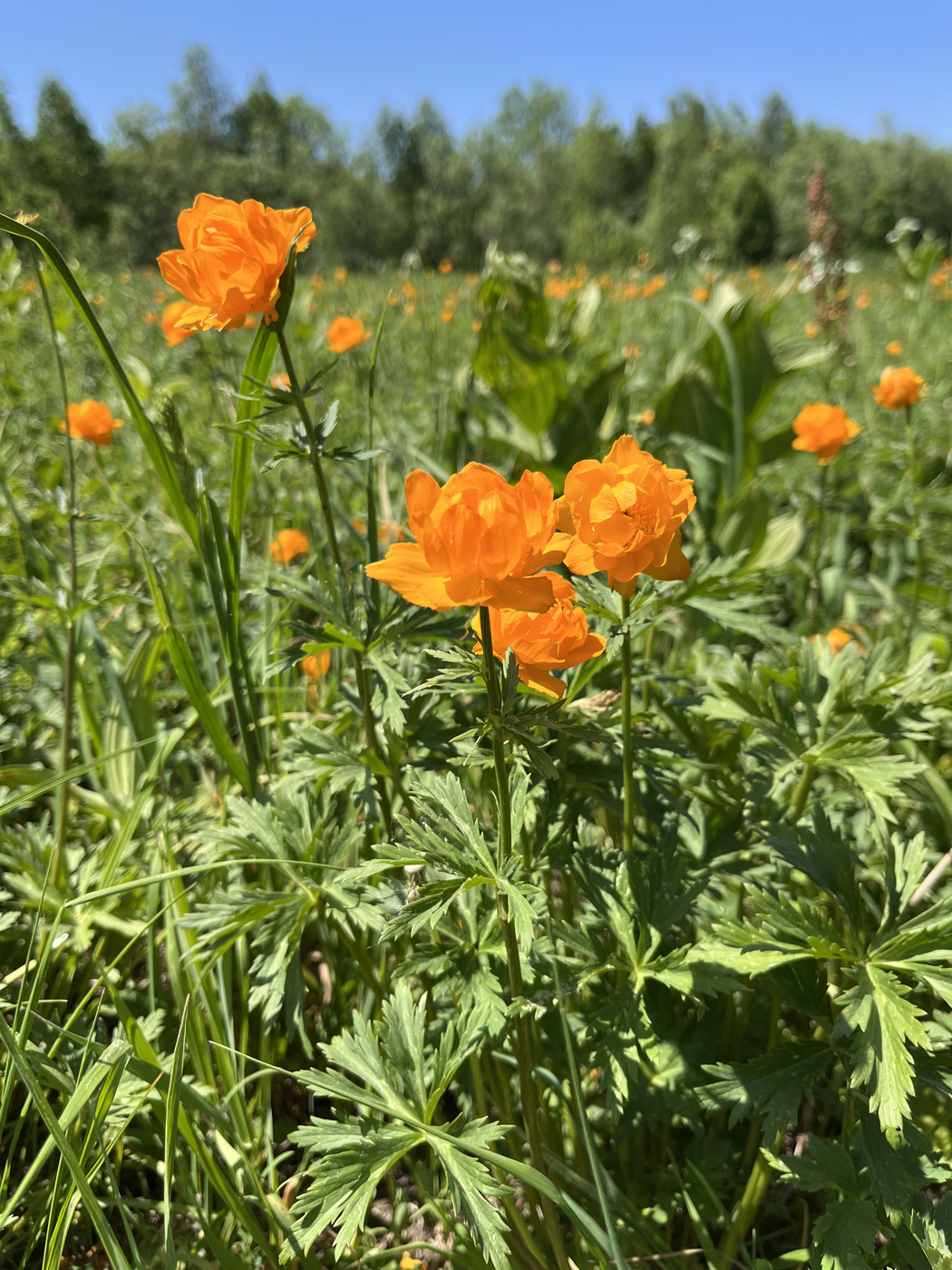 Изображение особи Trollius altaicus.