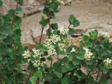 Spiraea pilosa. Ветви с соцветиями. Узбекистан, Ташкентская обл., западные отроги Чаткальского хребта, Большой Чимган, ур. Аксай, около 1800 м н.у.м., на скале. 12.07.2017.