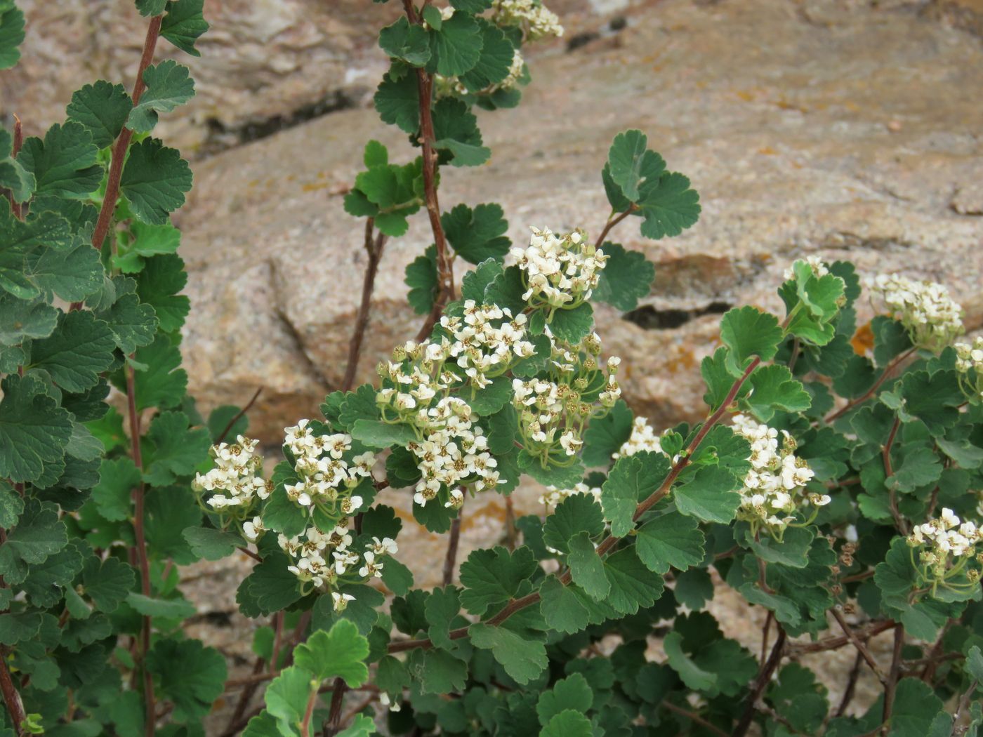 Изображение особи Spiraea pilosa.