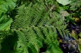 Athyrium monomachii