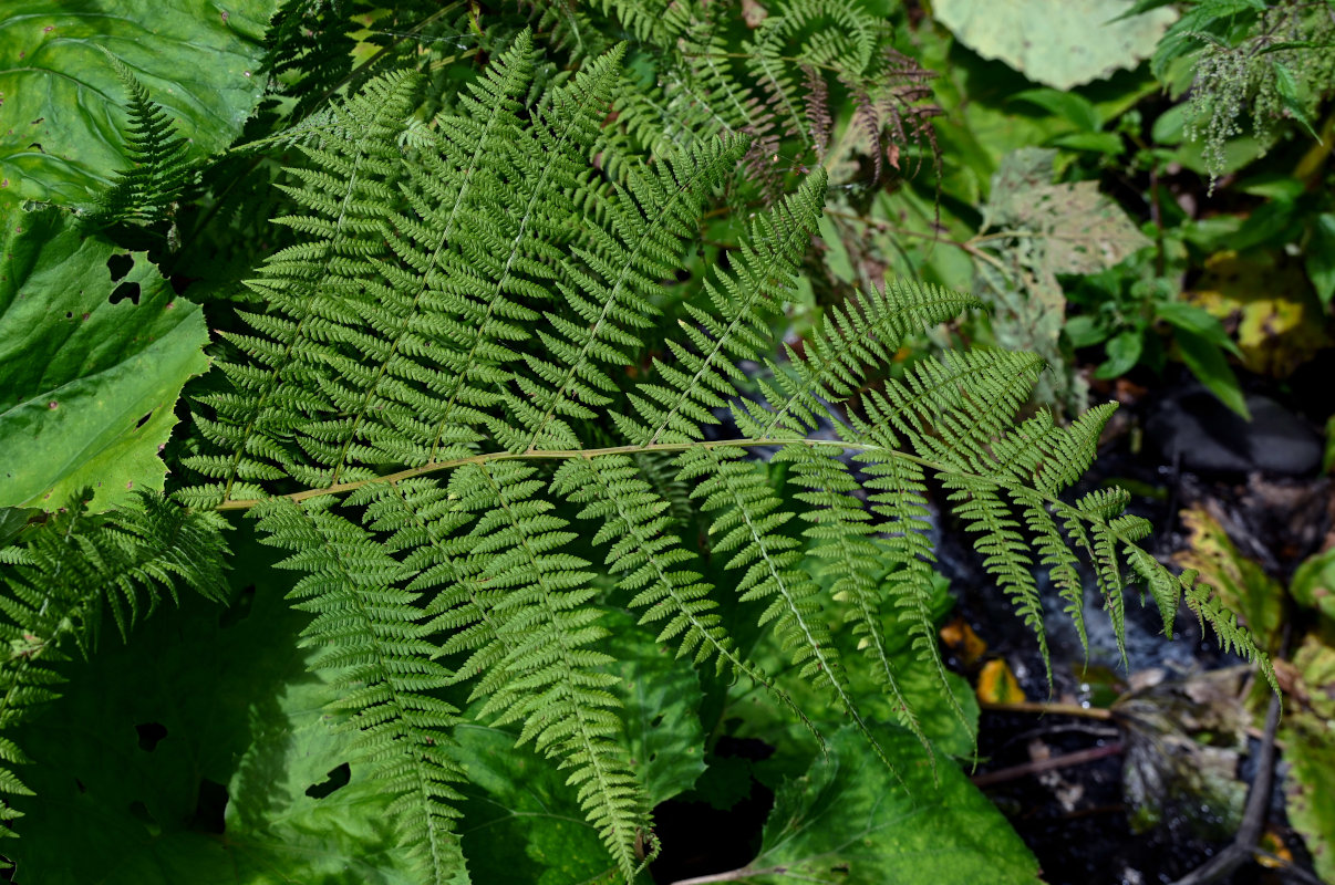 Изображение особи Athyrium monomachii.