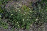 Scabiosa ochroleuca. Цветущее растение в сообществе с Centaurea scabiosa, Echium vulgare и Euphorbia. Оренбургская обл., Медногорский гор. округ, Блявинский карьер, сухой луговой склон. 04.07.2023.